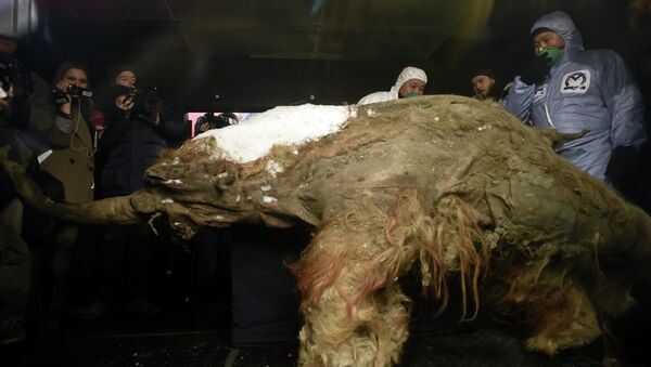Workers inspect the body of a mammoth prior the start of an exhibition of the Russian Geographic Union in central Moscow on October 28, 2014 - Sputnik International