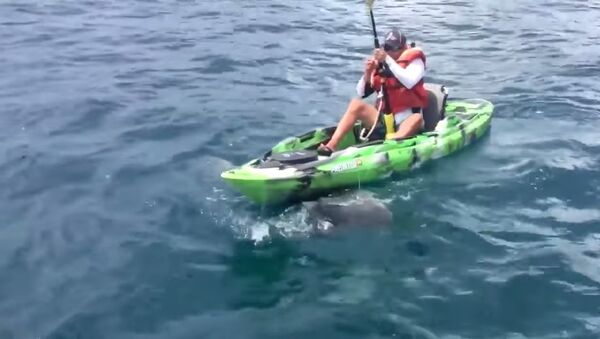 A fisherman caught a shark - Sputnik International