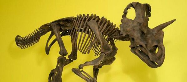 New dinosaur gets official name in honor of female paleontologist New dinosaur gets official name in honor of female paleontologist - Sputnik International