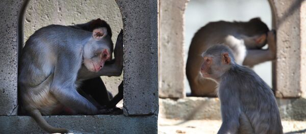 Rhesus monkeys relax in the shade at the zoo in Heidelberg, southwestern Germany, on July 19, 2010 - Sputnik International