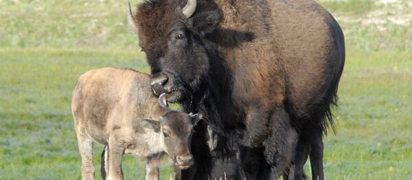 Anthrax to Blame? Mysterious Bison Deaths Under Investigation in Montana Anthrax to Blame? Mysterious Bison Deaths Under Investigation in Montana - Sputnik International