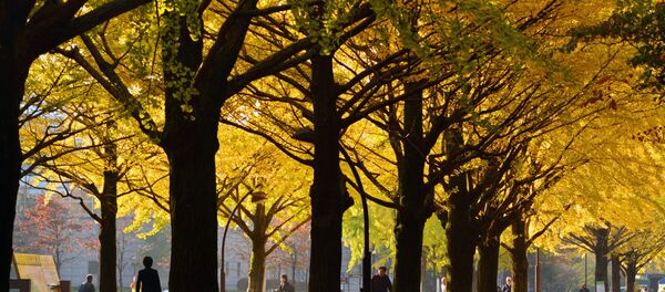 Pedestrians walk on a street lined with ginkgo trees on an autumn morning in Tokyo on November 16, 2013 Pedestrians walk on a street lined with ginkgo trees on an autumn morning in Tokyo on November 16, 2013 - Sputnik International