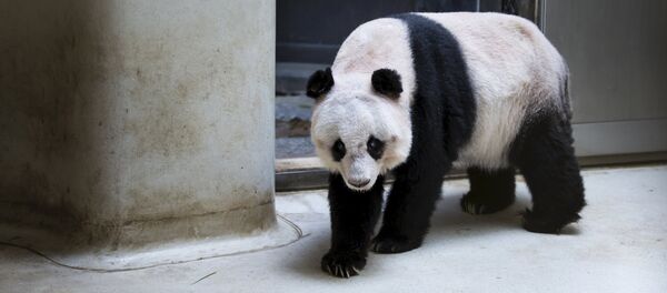 36-years-old giant panda Jia Jia, walks in her enclosure at the Hong Kong Ocean Park, China July 9, 2015 36-years-old giant panda Jia Jia, walks in her enclosure at the Hong Kong Ocean Park, China July 9, 2015 - Sputnik International