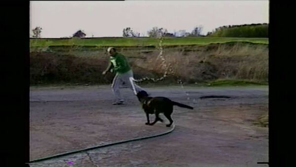 Dog Steals Hose and Sprays Owner - Sputnik International