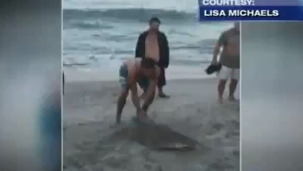 Man Drags Shark Back to Beach - Sputnik International