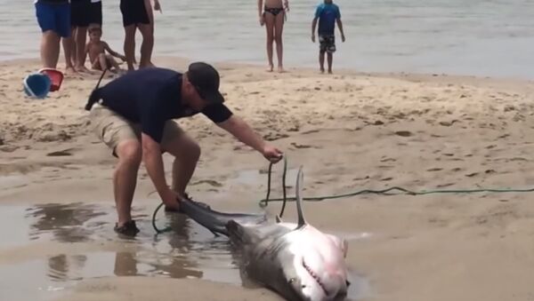 Beachgoers Rescue Stranded Shark - Sputnik International