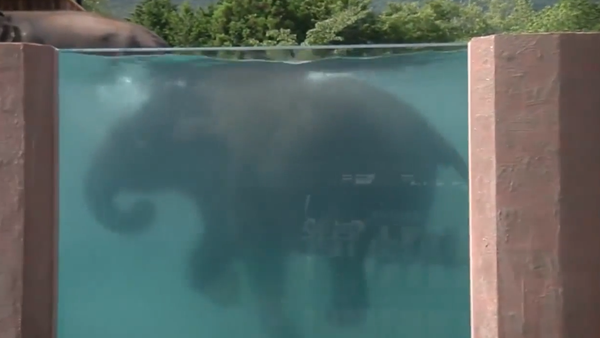 First Elephants Swimming Pool - Sputnik International