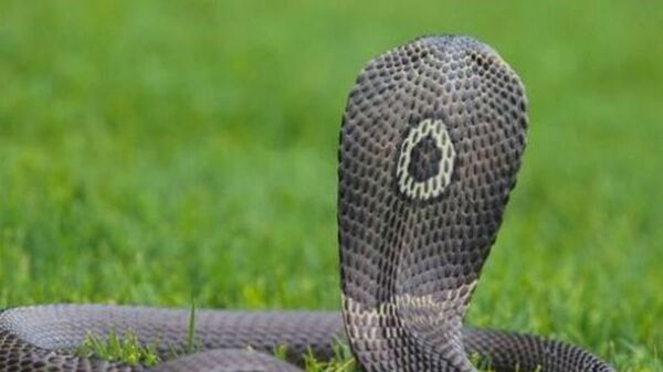 Cobra at Large in Austin After Killing Its Owner - Sputnik International