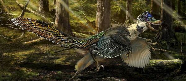 A reconstruction of the new short-armed and winged feathered dinosaur Zhenyuanlong suni from the Early Cretaceous (ca. 125 million years ago) of China is seen in this illustration image. A reconstruction of the new short-armed and winged feathered dinosaur Zhenyuanlong suni from the Early Cretaceous (ca. 125 million years ago) of China is seen in this illustration image. - Sputnik International