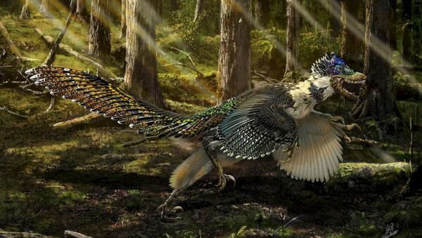 A reconstruction of the new short-armed and winged feathered dinosaur Zhenyuanlong suni from the Early Cretaceous (ca. 125 million years ago) of China is seen in this illustration image. - Sputnik International