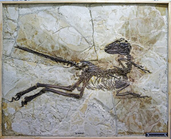 This image shows the fossil of a new species of dinosaur named Zhenyuanlong suni. - Sputnik International