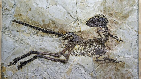 This image shows the fossil of a new species of dinosaur named Zhenyuanlong suni. - Sputnik International