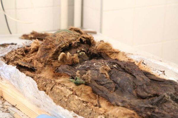 Scientists uncovered the mummified remains of a young boy, wrapped in layers of fur and tree bark, and buried along with a small bronze axe, a figurine of a bear and several silver temple rings. Scientists uncovered the mummified remains of a young boy, wrapped in layers of fur and tree bark, and buried along with a small bronze axe, a figurine of a bear and several silver temple rings. - Sputnik International