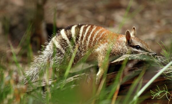 Numbat Numbat - Sputnik International