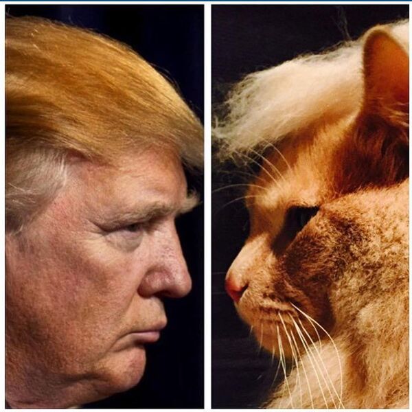 Trump Your Cat flashmob - Sputnik International
