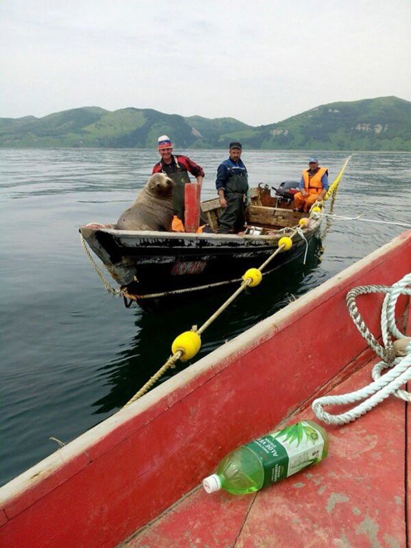 The seal really didn't want to leave the boat, getting off only when the fishermen returned to shore at the end of the day. The seal really didn't want to leave the boat, getting off only when the fishermen returned to shore at the end of the day. - Sputnik International