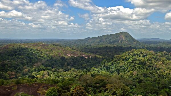 Amazon jungle from above. - Sputnik International