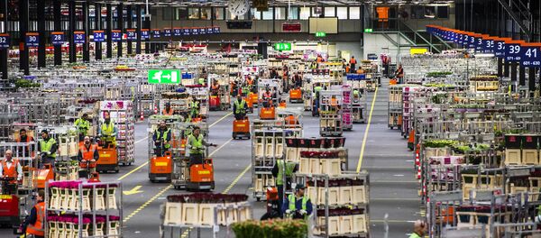 Employees handle flowers at the flower auction FloraHolland in Aalsmeer, on February 13, 2015. - Sputnik International