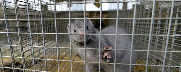 Mink looking out from a cage at a mink farm - Sputnik International