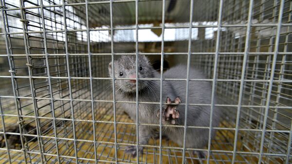 Mink looking out from a cage at a mink farm - Sputnik International