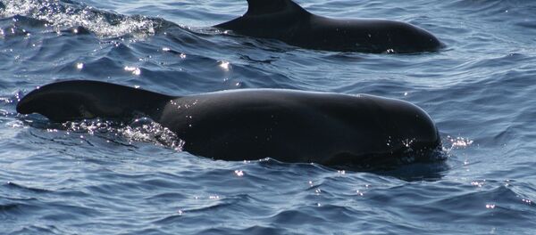 Pilot whales - Sputnik International
