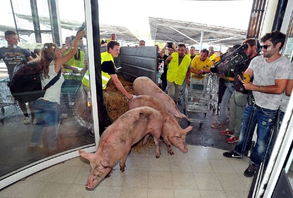 Live pigs are dumped in supermarkets as protesting French farmers cause more chaos Live pigs are dumped in supermarkets as protesting French farmers cause more chaos - Sputnik International