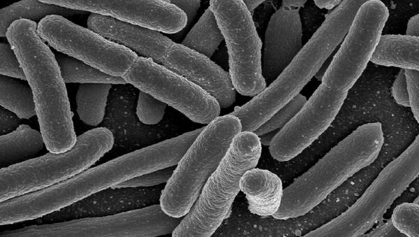 Electron micrograph of Escherichia coli, grown in culture and adhered to a cover slip. - Sputnik International