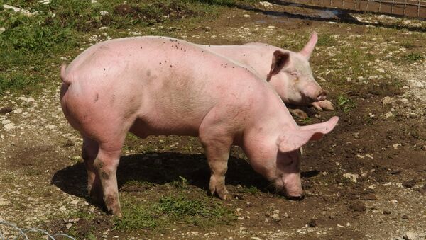 Pigs on Plateau du Semnoz - Sputnik International