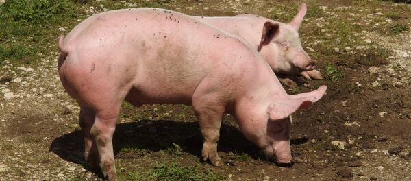 Pigs on Plateau du Semnoz - Sputnik International