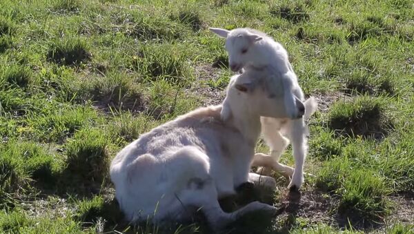 Baby goat wants to play with mother - Sputnik International