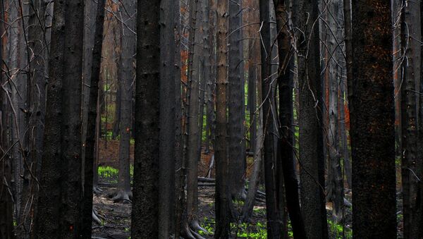 Pine forest after forest fire - Sputnik International