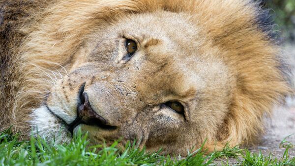 One of the most famous and beloved lion in Africa has been brutally killed at the Zimbabween national park by allegedly a Spaniard for $50,000. - Sputnik International