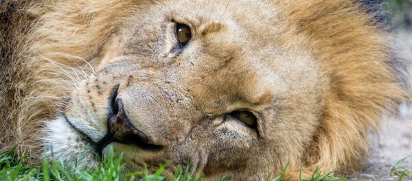 One of the most famous and beloved lion in Africa has been brutally killed at the Zimbabween national park by allegedly a Spaniard for $50,000. - Sputnik International