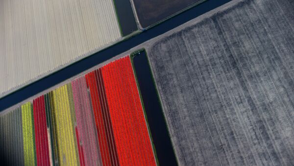 Fields of blossoming tulips are seen from the window of an airplane during a trip organized for the press as it flies over Keukenhof, a large flower bulb garden and showcase of the Dutch export product, on the outskirts of Lisse, Netherlands - Sputnik International