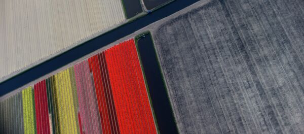 Fields of blossoming tulips are seen from the window of an airplane during a trip organized for the press as it flies over Keukenhof, a large flower bulb garden and showcase of the Dutch export product, on the outskirts of Lisse, Netherlands - Sputnik International