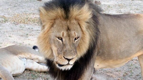Africa’s Most Beloved Lion Killed by Monster From Minnesota - Sputnik International