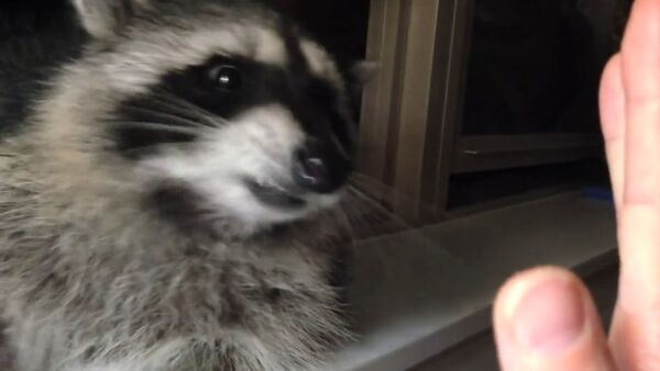Baby Raccoon Learns To Give Me Five - Sputnik International