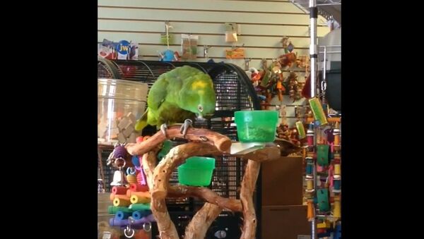 Everything is awesome with Princess Yellow Feather - Sputnik International