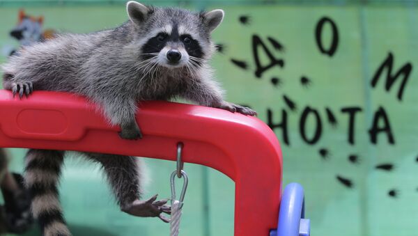 At Home With Moscow's Raccoons - Sputnik International