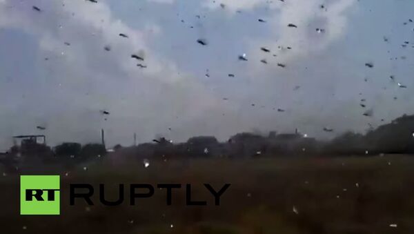 Plague of locusts descends on Stavropol - Sputnik International