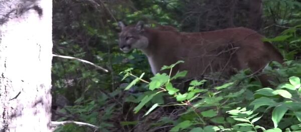 Mountain Lion Stand Off - Sputnik International