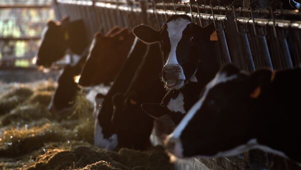 Dairy cows of Italian farmer Giuseppe Rossi eat fodder in the farm in Abbiategrasso, near Milan - Sputnik International