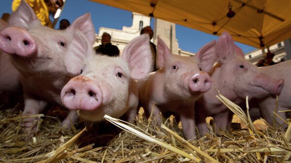 French pig farmers estimated that due to the Russian embargo that led to the oversupply in the EU food market the pig producing industry alone lost almost a billion euros, news radio station France Info reported. - Sputnik International