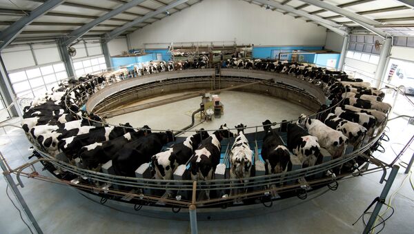 Dairy cows are milked on a rotating milking carrousel at the Heideland dairy farm in Kemberg, some 100km south of Berlin, on March 23, 2015 - Sputnik International