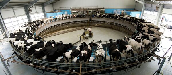 Dairy cows are milked on a rotating milking carrousel at the Heideland dairy farm in Kemberg, some 100km south of Berlin, on March 23, 2015 Dairy cows are milked on a rotating milking carrousel at the Heideland dairy farm in Kemberg, some 100km south of Berlin, on March 23, 2015 - Sputnik International