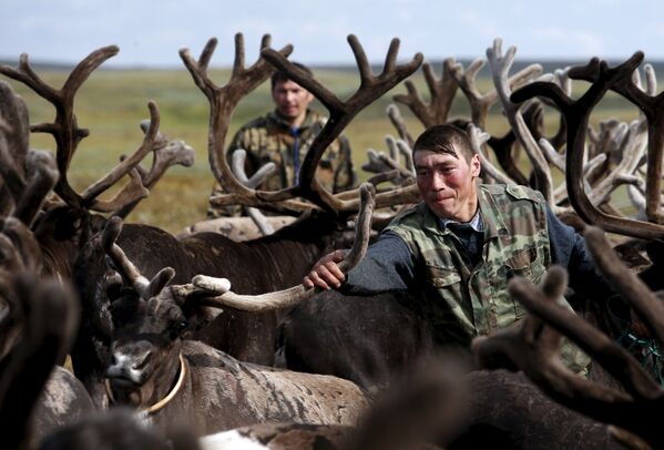 Herders are seen amidst antlers while working with reindeer at a camping ground, some 200 km (124 miles) northeast of Naryan-Mar, the administrative centre of Nenets Autonomous Area, far northern Russia - Sputnik International
