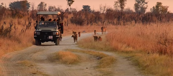 Cecil the Lion’s Cubs are Doing Okay in Zimbabwe Cecil the Lion’s Cubs are Doing Okay in Zimbabwe - Sputnik International