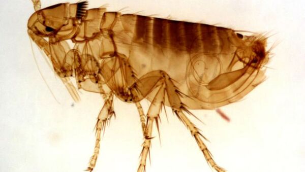 This flea is a common ectoparasite of the rock squirrel, Citellus variegatus, and in the western United States, is an important vector for the bacterium Yersinia pestis, the pathogen responsible for causing plague. - Sputnik International