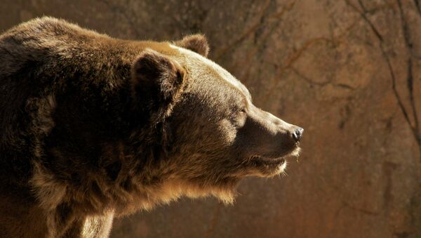 Grizzly Bear - Sputnik International