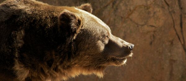 Grizzly Bear Grizzly Bear - Sputnik International
